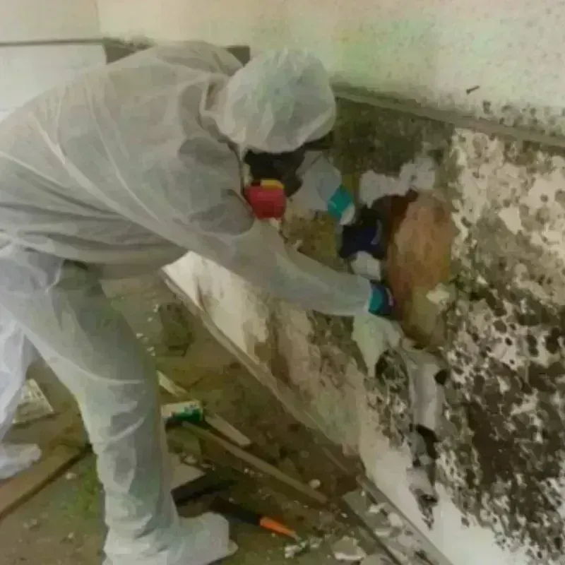 Mold Remediation and Removal in Massanetta Springs, VA